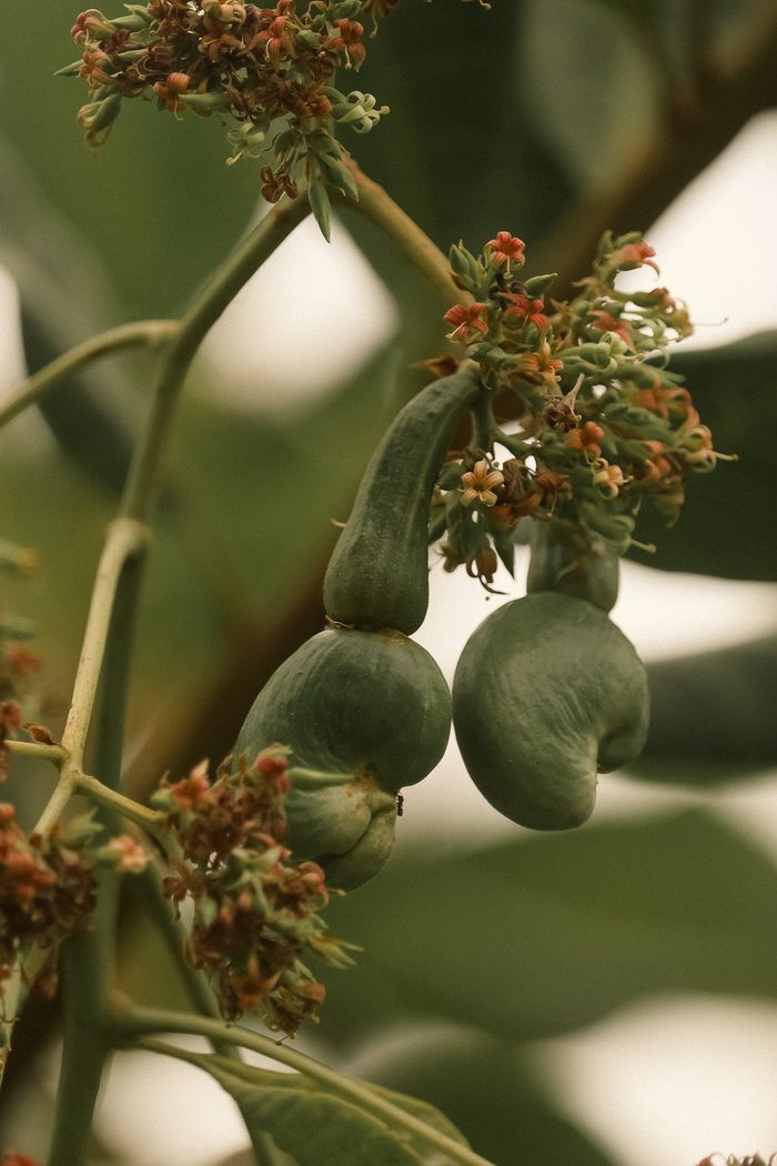 Detailed image of young cashew fruits growing on a tree branch with green leaves in the background.